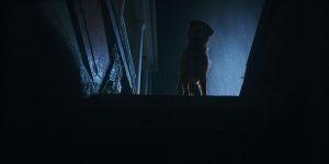 DC Movie Critics, DC Movie Reviews, DC Film Critics, Eddie Pasa, Movie Critics, Film Critics, Movie Review, Film Review, Independent Film Company, Shudder, Good Boy, 2025